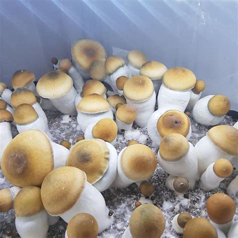 Prolific fruiter with beautiful pins with caps sometimes covered in. . Mvp mushroom strain reddit